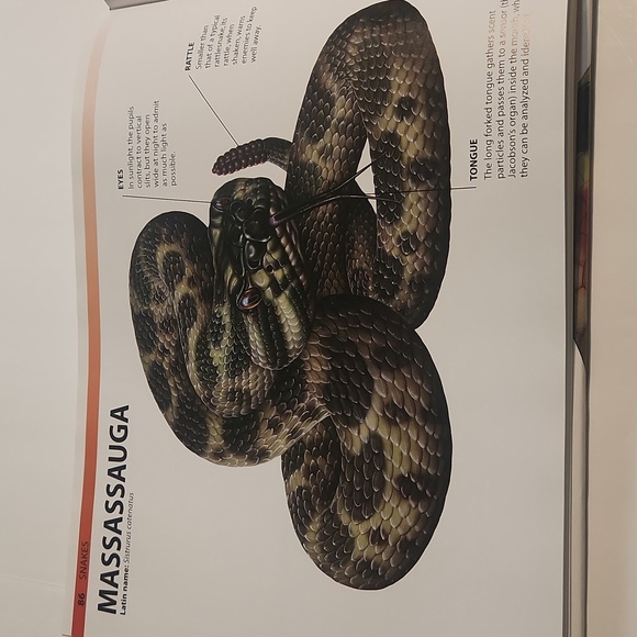 Snakes and Reptiles - Large Hardback Informational Book - Picture 9 of 11